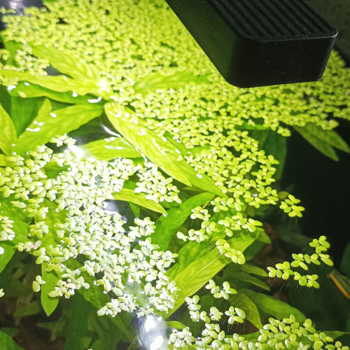 Grandes boutures de plantes (voir photos)