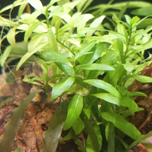 Grandes boutures de plantes (voir photos)