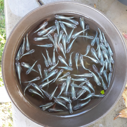 Oryzias latipes (médaka) bleus tout-venants