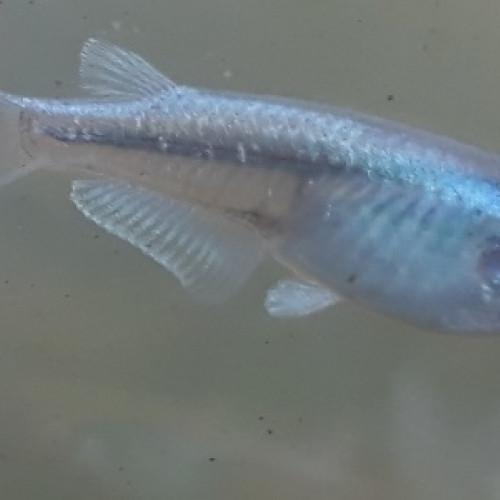 Oryzias latipes (médaka) bleus tout-venants