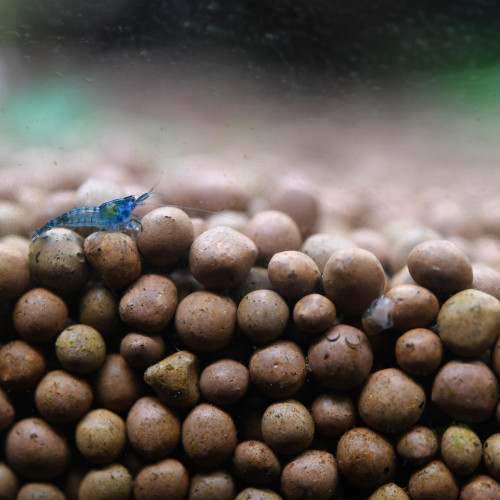 Crevettes (Neocaridina heteropoda) "Blue Velvet"