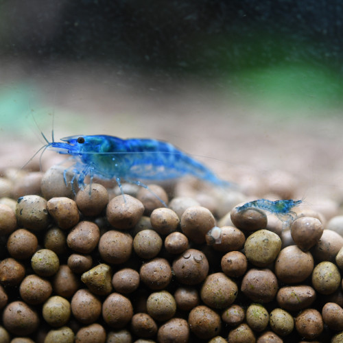 Crevettes (Neocaridina heteropoda) "Blue Velvet"