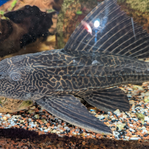 Pleco