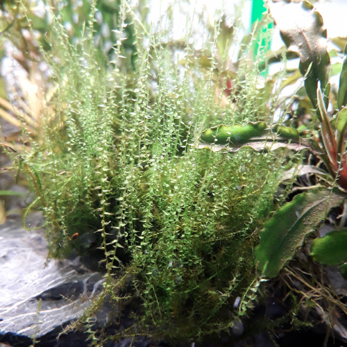 Mousse plante aquarium Amblystegium Serpens