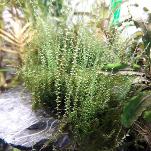 Mousse plante aquarium Amblystegium Serpens