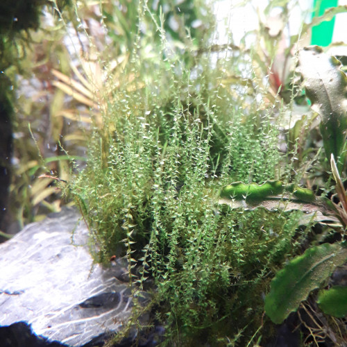 Mousse plante aquarium Amblystegium Serpens