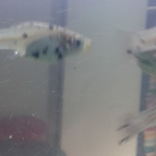Donne Bébés poissons