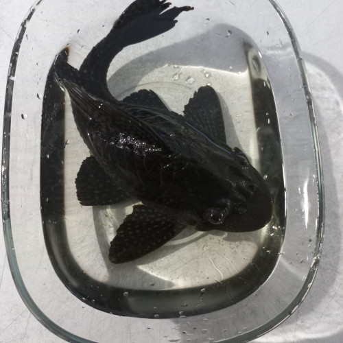 Donne un PLECO (hypostomus-plecostomus) adulte