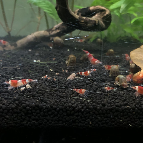 Crevettes Crystal Red