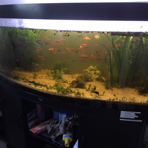 Aquarium Matériel Poissons