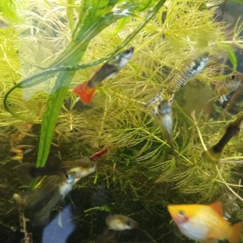 Guppys hybrides