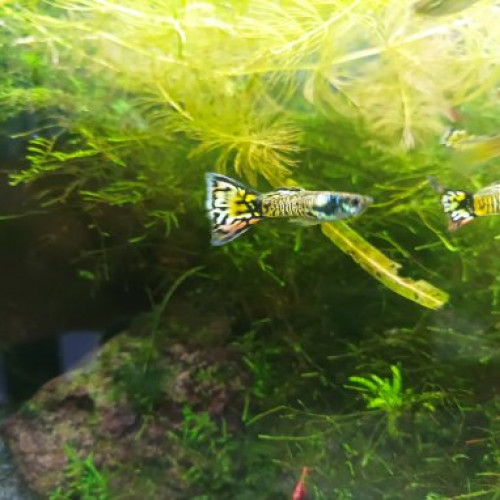 Guppys hybrides