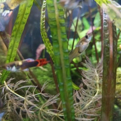 Guppys hybrides