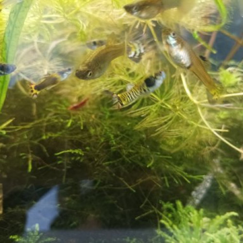Guppys hybrides