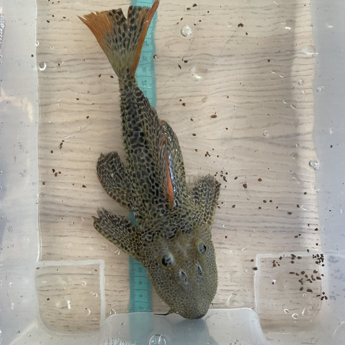 8 L114 Pseudacanthicus  leopardus