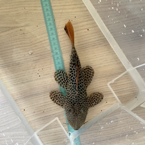8 L114 Pseudacanthicus  leopardus