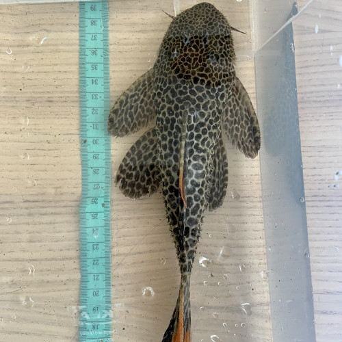 8 L114 Pseudacanthicus  leopardus