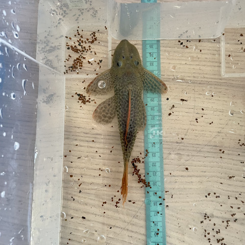 8 L114 Pseudacanthicus  leopardus