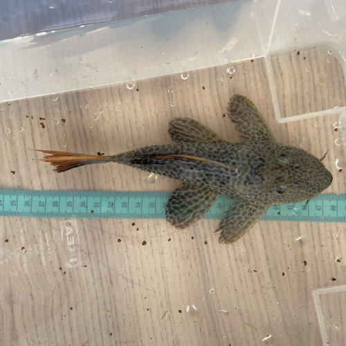 8 L114 Pseudacanthicus  leopardus