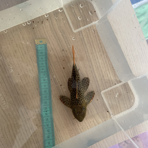 8 L114 Pseudacanthicus  leopardus