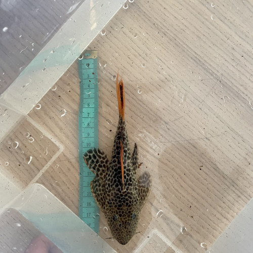 8 L114 Pseudacanthicus  leopardus