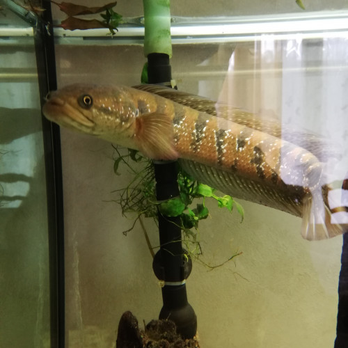 Channa asiatica