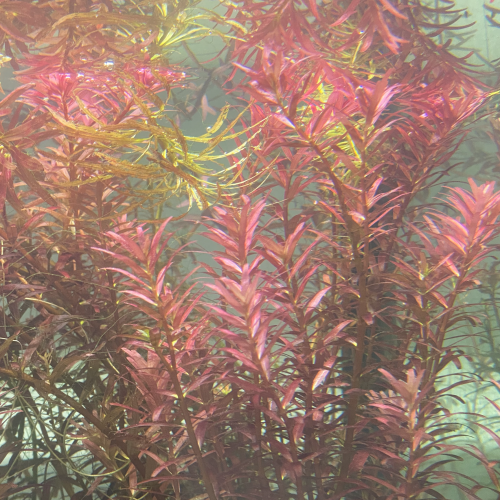 Rotala Sp