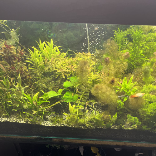 Aquarium 2 m +ou - 1500l