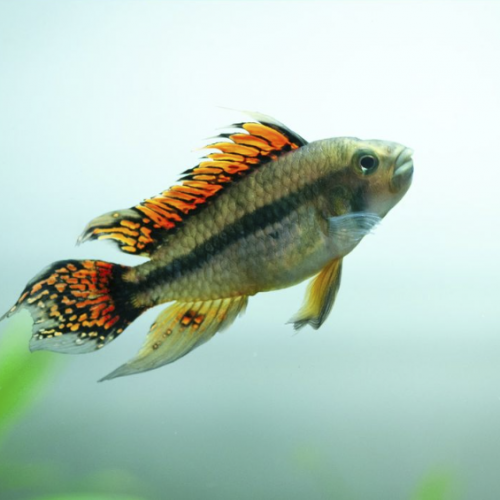 Jeune poisson Apistogramma cacatuoides de 6 mois