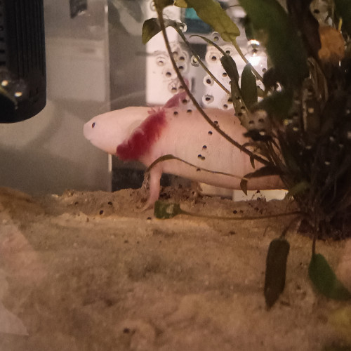 Vend oeufs d'axolotl