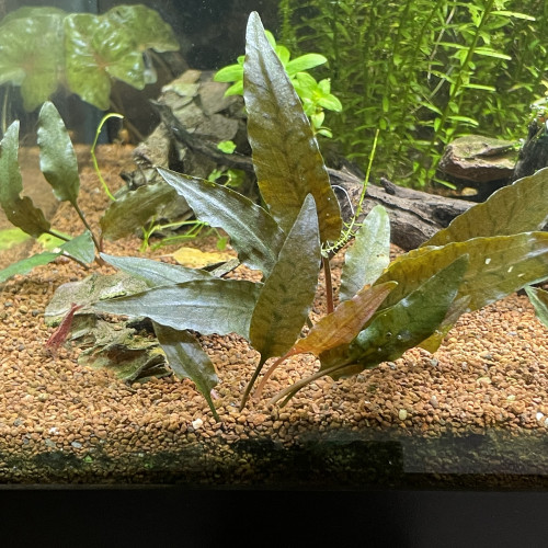 Cryptocoryne