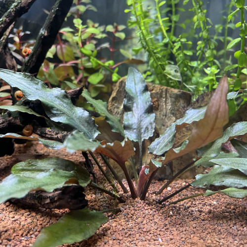 Cryptocoryne