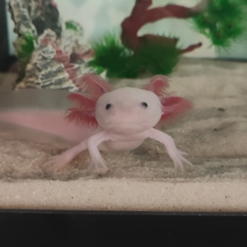 Axolotls