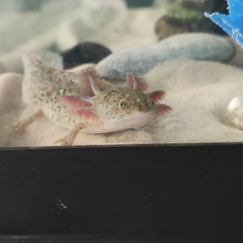 Axolotls