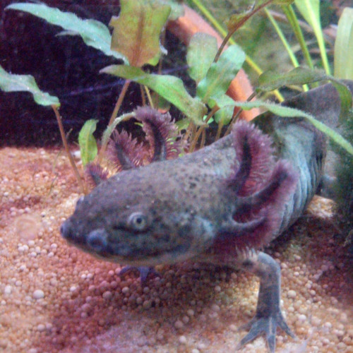 Axolotls à adopter