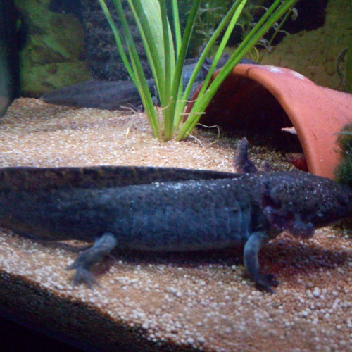 Axolotls à adopter