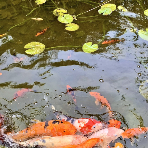 Carpes Koï différentes tailles