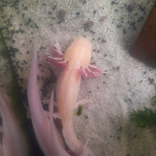 Axolotls à vendre ! (16cm à 20cm et +) mâles et femelles