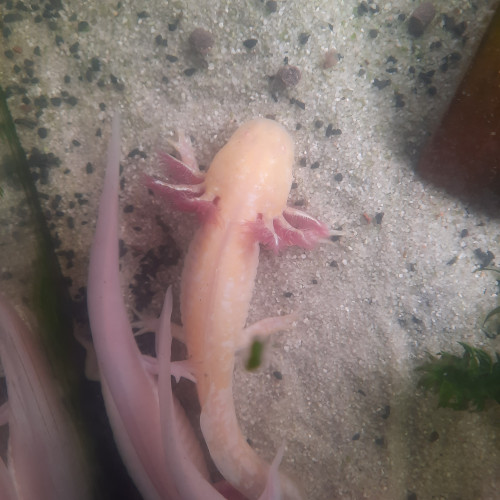 Axolotls à vendre ! (16cm à 20cm et +) mâles et femelles