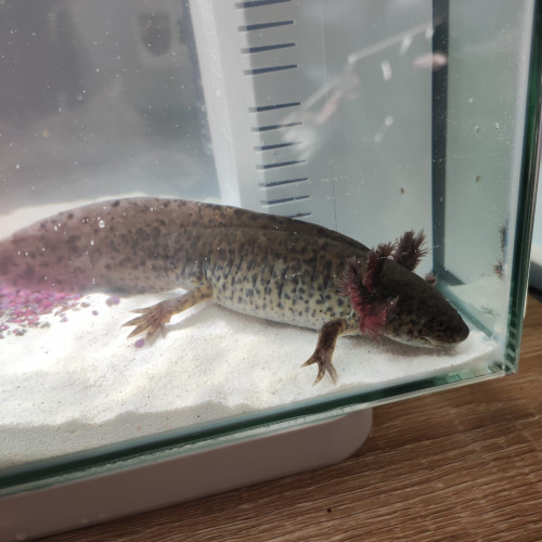 Axolotls à vendre ! (16cm à 20cm et +) mâles et femelles