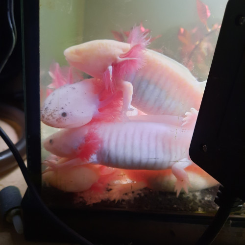 Axolotls à vendre ! (16cm à 20cm et +) mâles et femelles