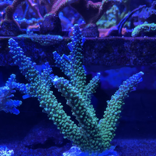 Acropora secalé (joker)