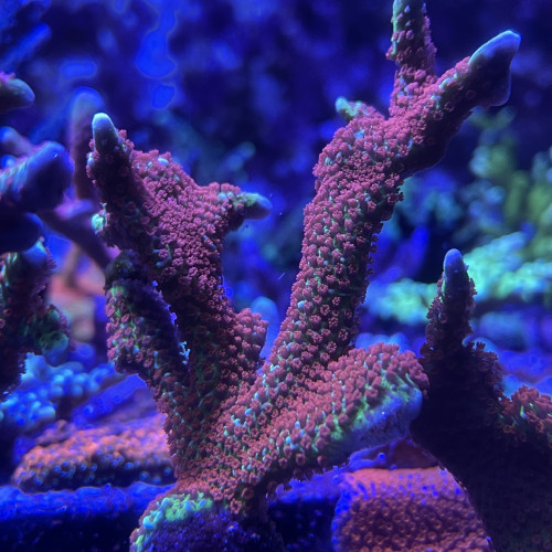 Montipora saramensis vert polype rose