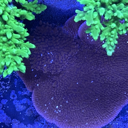 Montipora spo