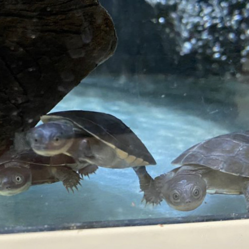 PaléoMedusa tortue