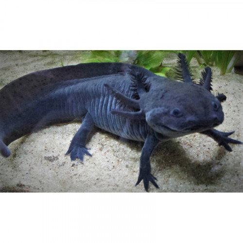 Recherche axolotl