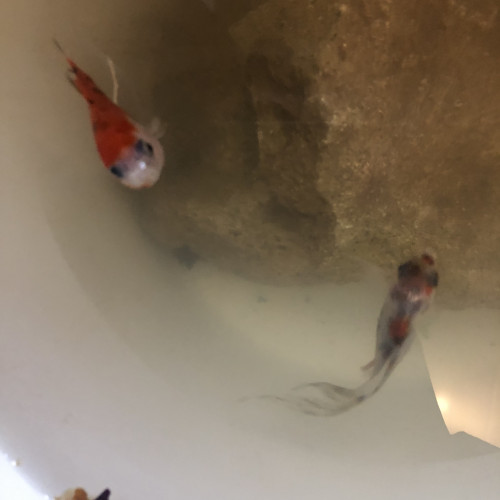 Je donne trois poissons rouges, urgent