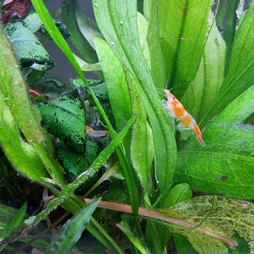 Crevettes neocaridina heteropoda - Rili Sakura Orange