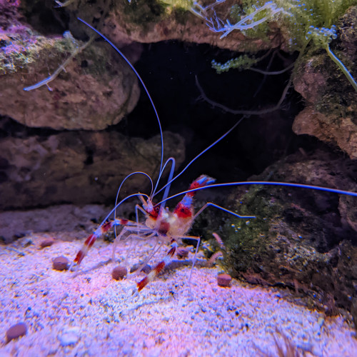 Un couple de grande crevettes nettoyeuses à échanger contre des poissons mangeurs d'algues