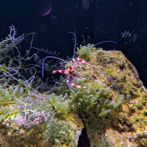 Un couple de grande crevettes nettoyeuses à échanger contre des poissons mangeurs d'algues